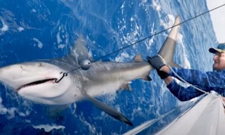 Tampa Bay Buccaneer Rob Gronkowski Catches a Bull Shark with BlacktipH