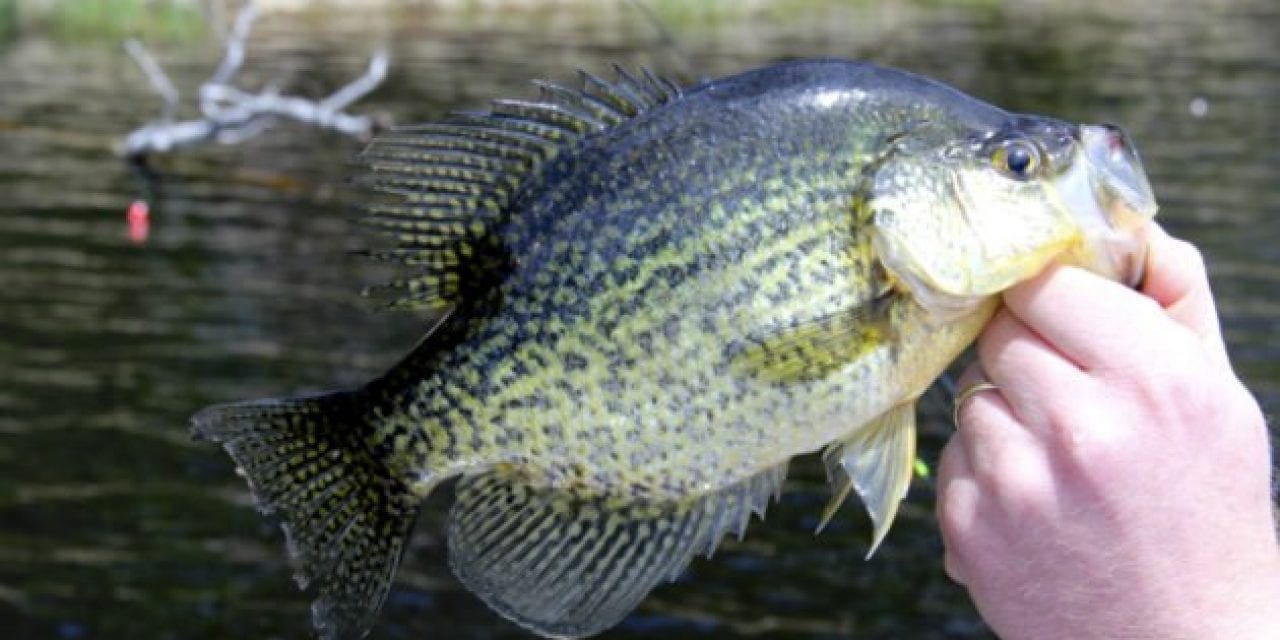 The Iconic Crappie: One of America’s Most Popular Gamefish