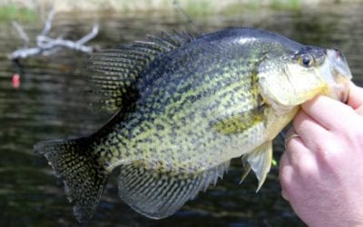 The Iconic Crappie: One of America’s Most Popular Gamefish