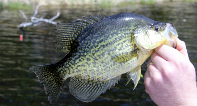 Crappie