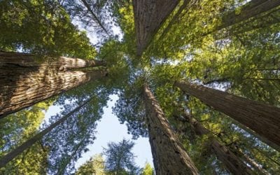 The Lacey Act: What is It, and What Does It Do?