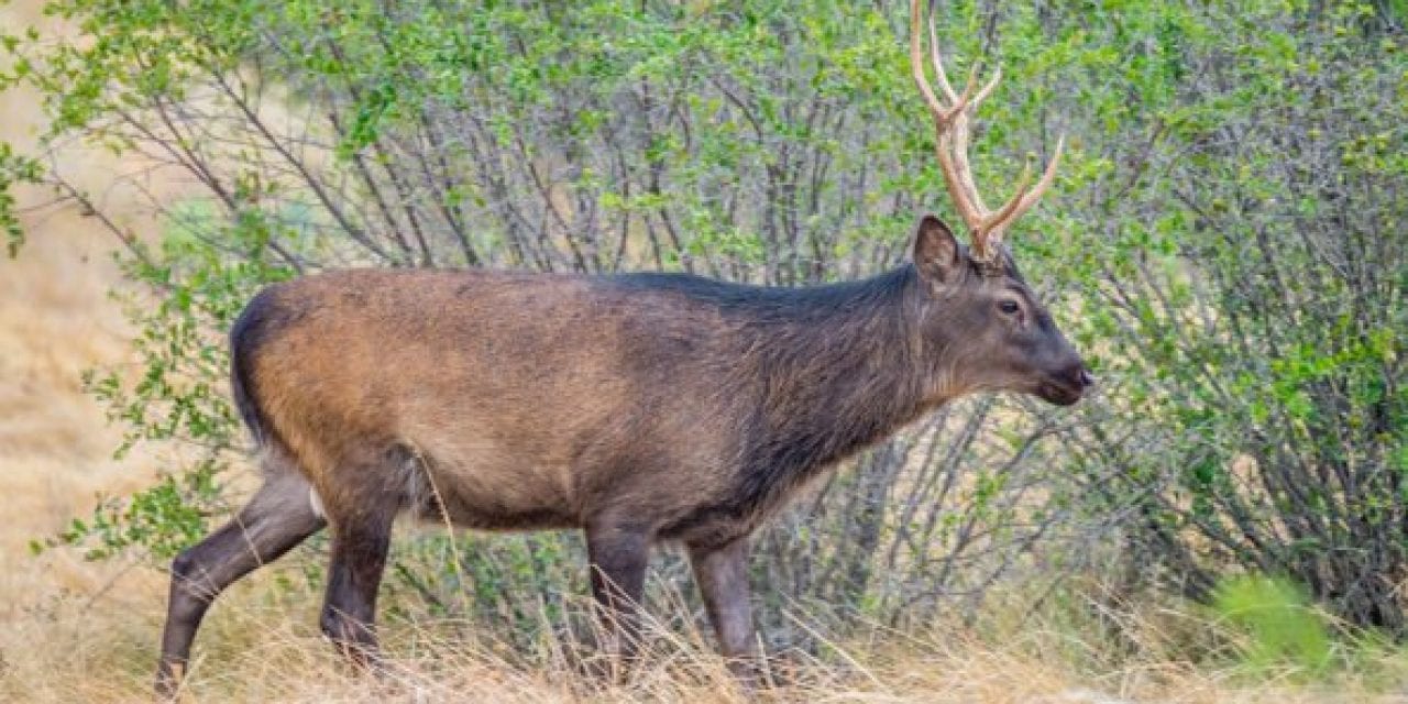 The Sika Deer: Everything There is to Know About This Exotic Species