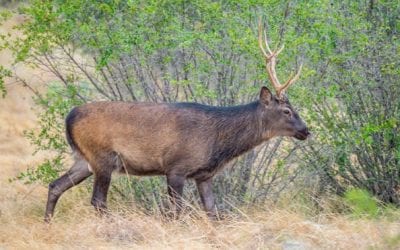 The Sika Deer: Everything There is to Know About This Exotic Species