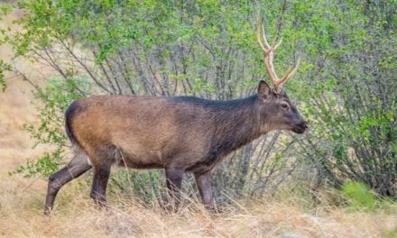 The Sika Deer: Everything There is to Know About This Exotic Species
