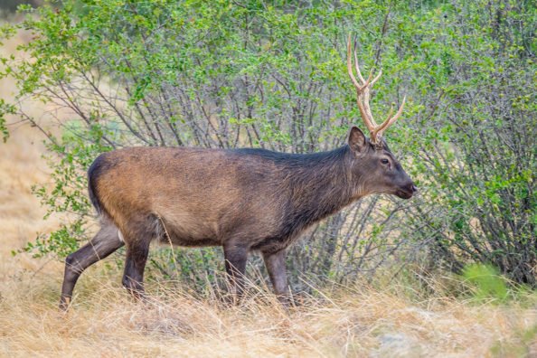 Sika Deer