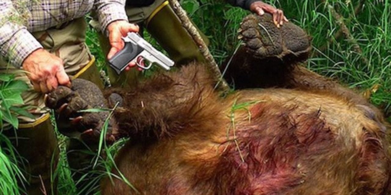 The Story of the Alaska Man Who Killed a Charging Brown Bear with a 9mm Pistol