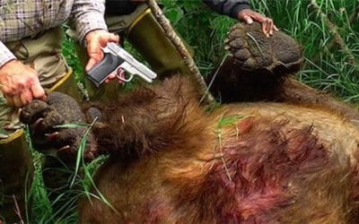 The Story of the Alaska Man Who Killed a Charging Brown Bear with a 9mm Pistol