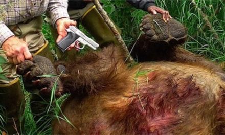 The Story of the Alaska Man Who Killed a Charging Brown Bear with a 9mm Pistol