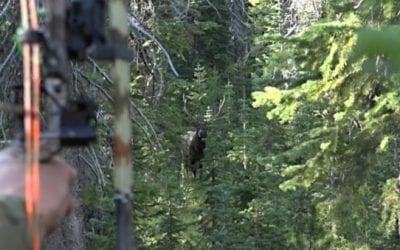 Thrilling Colorado Public Land Elk Hunt Ends With Successful, Up-Close Shot for Bowhunter