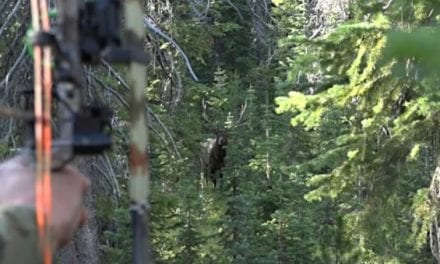 Thrilling Colorado Public Land Elk Hunt Ends With Successful, Up-Close Shot for Bowhunter