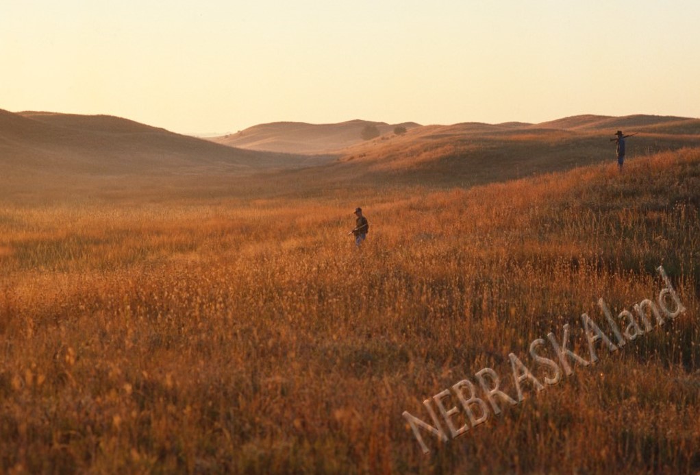 SandhillsGrouse