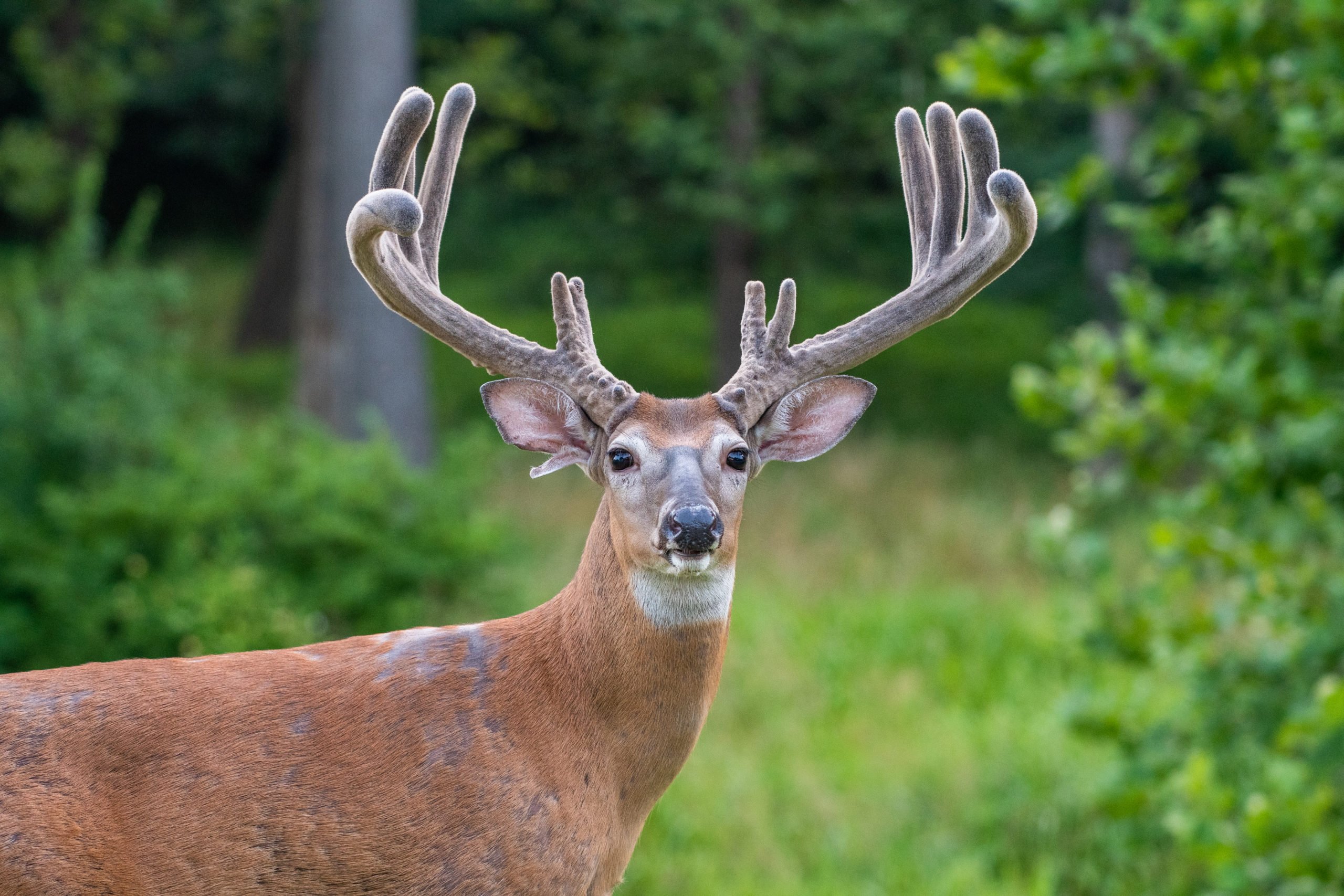 Warm Weather Deer Hunting