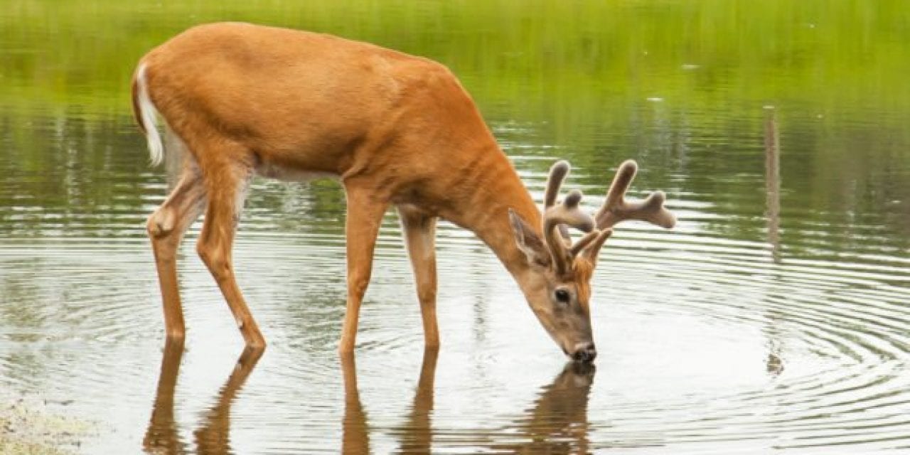 Warm Weather Deer Hunting: How to Beat the Heat for Giant Bucks