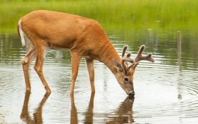 Warm Weather Deer Hunting: How to Beat the Heat for Giant Bucks