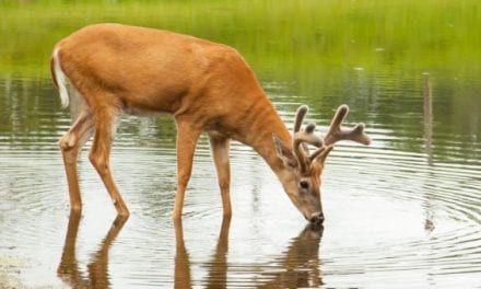 Warm Weather Deer Hunting: How to Beat the Heat for Giant Bucks