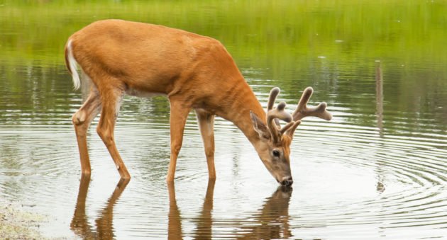 Warm Weather Deer Hunting