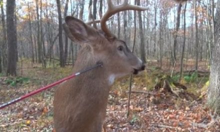 Whitetail Buck Walks Right Into Hunter’s Arrow