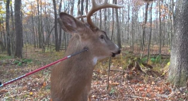 buck being poked