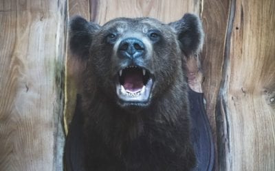 10 Most Famous Bear Hunters There Ever Were