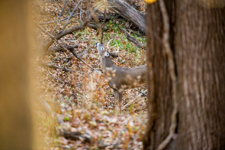 12 Tips For Archery Deer Hunting During the Rut Outdoor Enthusiast