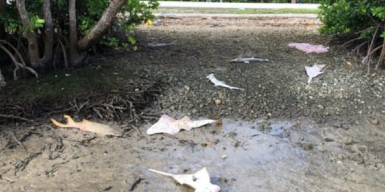 $20K Reward Offered By Feds After Dead Sawfish Found in Everglades