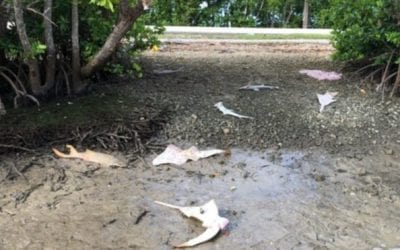 $20K Reward Offered By Feds After Dead Sawfish Found in Everglades