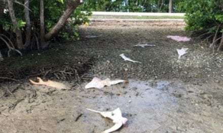 $20K Reward Offered By Feds After Dead Sawfish Found in Everglades