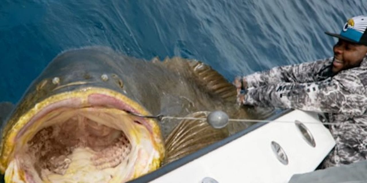 320-Pound Offensive Lineman Battles 400-Pound Goliath Grouper in Test of Strength