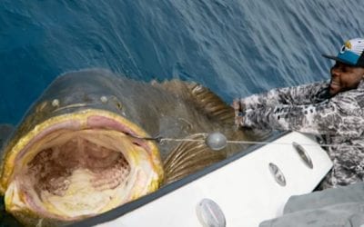 320-Pound Offensive Lineman Battles 400-Pound Goliath Grouper in Test of Strength