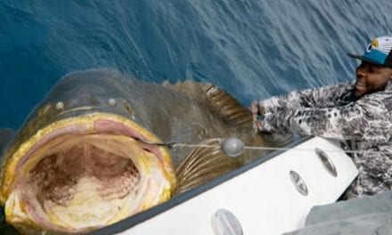 320-Pound Offensive Lineman Battles 400-Pound Goliath Grouper in Test of Strength