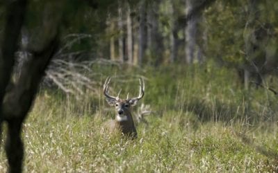 5 Unconventional Ways to Shoot a Deer