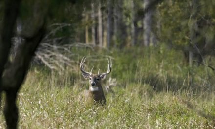 5 Unconventional Ways to Shoot a Deer