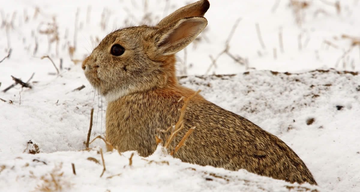 Cottontail Bonanza