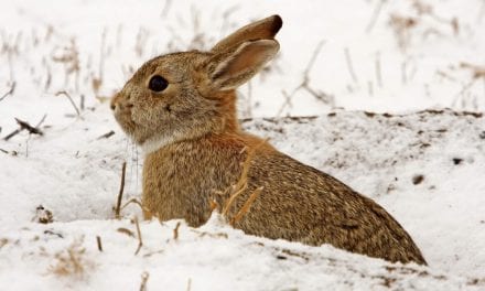 Cottontail Bonanza