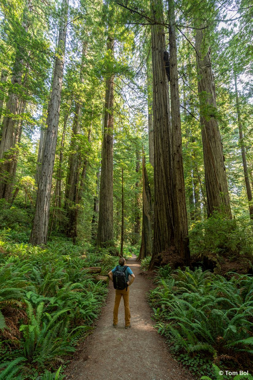 adventure photography, hiking in the redwoods