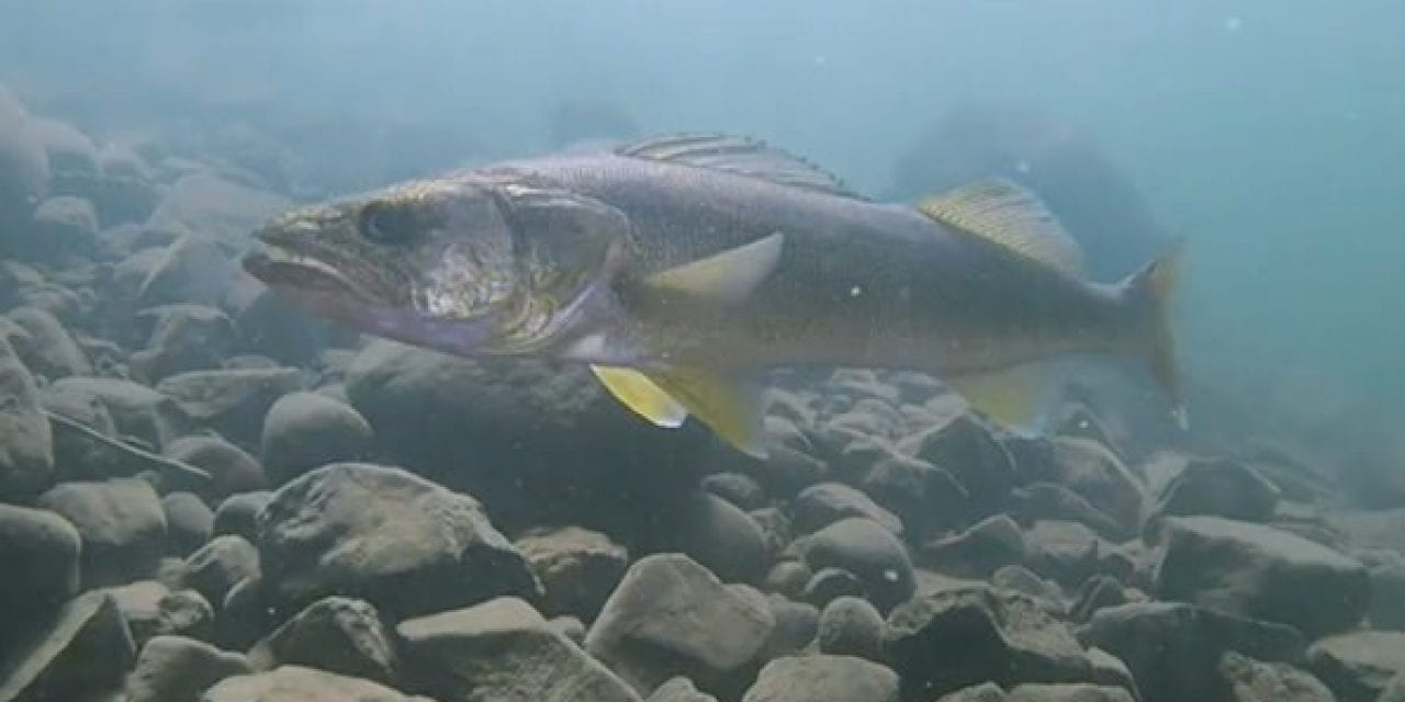 Angler’s 33-Inch Walleye Catch is Every Fisherman’s Dream