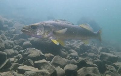 Angler’s 33-Inch Walleye Catch is Every Fisherman’s Dream