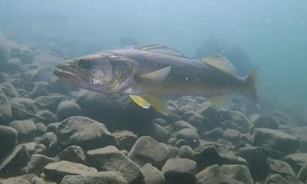 Angler’s 33-Inch Walleye Catch is Every Fisherman’s Dream