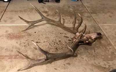 Anti-Poaching Hotline Helps Utah DWR Charge Elk Poacher With Felony