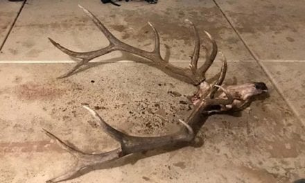 Anti-Poaching Hotline Helps Utah DWR Charge Elk Poacher With Felony
