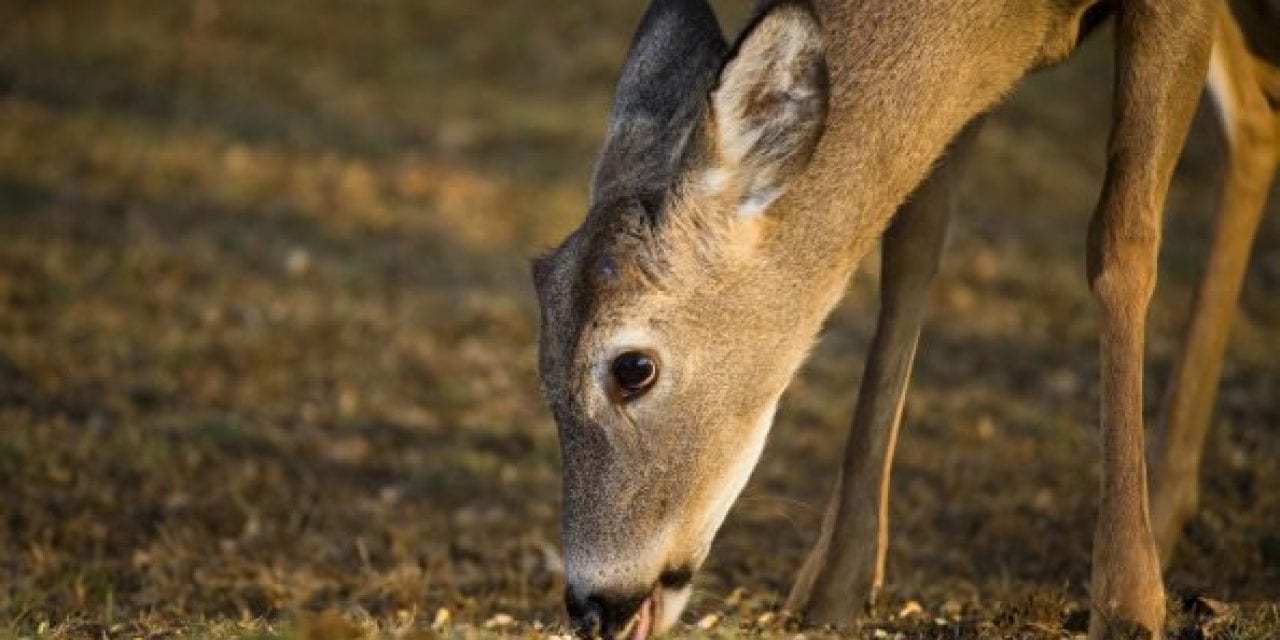 Apple-Flavored Corn as Deer Attractant: We Put It to the Test