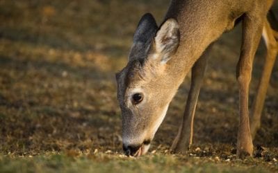 Apple-Flavored Corn as Deer Attractant: We Put It to the Test