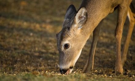 Apple-Flavored Corn as Deer Attractant: We Put It to the Test