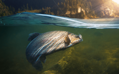 Attention Anglers: Enter the Wide Open Spaces Ultimate Fishing Package Giveaway