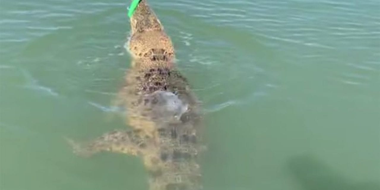 Aussie Angler Hooks Saltwater Croc, Gets More Fight Than He Bargained For