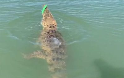 Aussie Angler Hooks Saltwater Croc, Gets More Fight Than He Bargained For