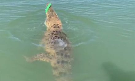 Aussie Angler Hooks Saltwater Croc, Gets More Fight Than He Bargained For