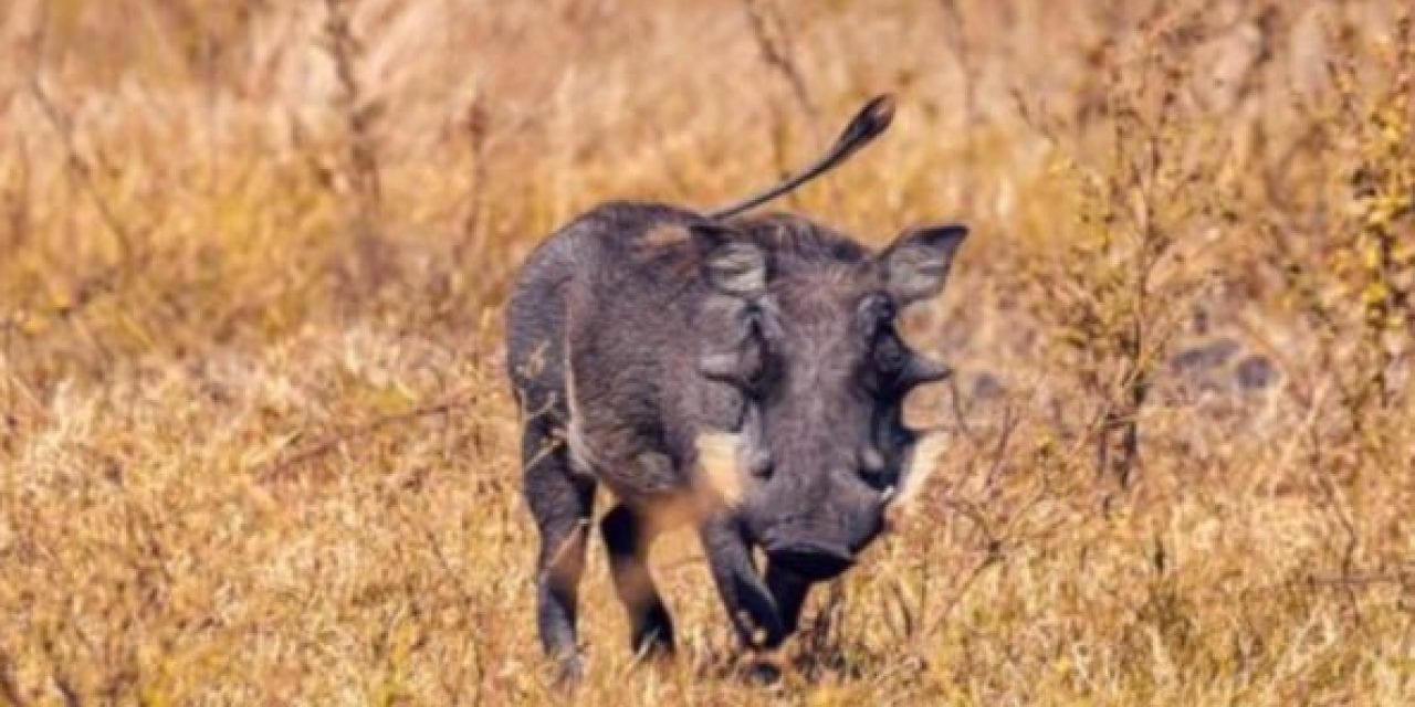 Authorities Still Uncertain How African Warthogs are Arriving in South Texas