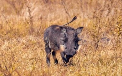 Authorities Still Uncertain How African Warthogs are Arriving in South Texas