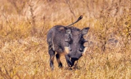 Authorities Still Uncertain How African Warthogs are Arriving in South Texas